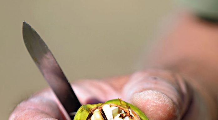 Passionate about poultry at Hain Ranch Organics