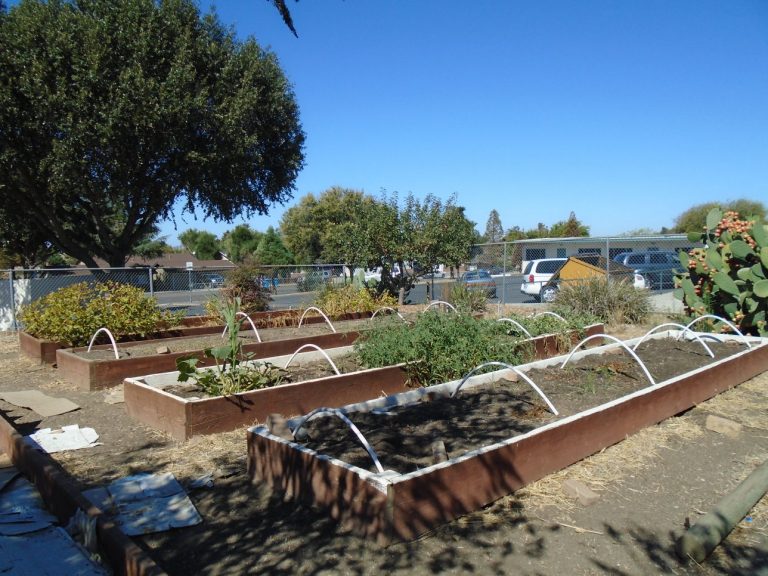 Public health works with schools on new gardens