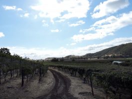 Avers live their passion at vineyards