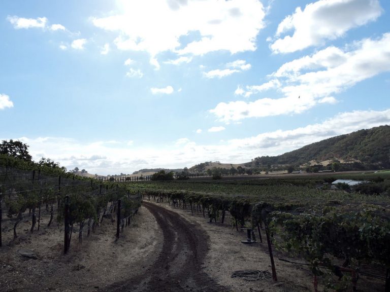 Avers live their passion at vineyards