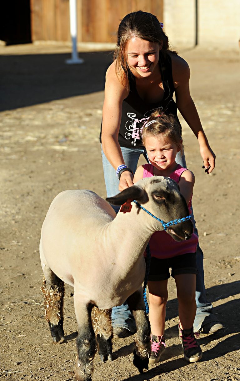 Fair’s junior livestock auction raises $867K