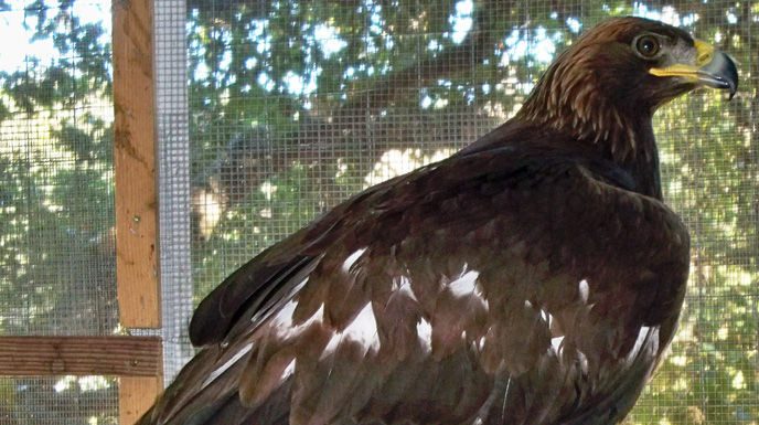 Injured golden eagle rescued, brought to WERC for rehab