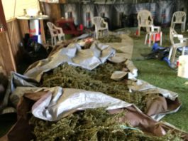 Police find more than 1K pounds of marijuana in Betabel Road building