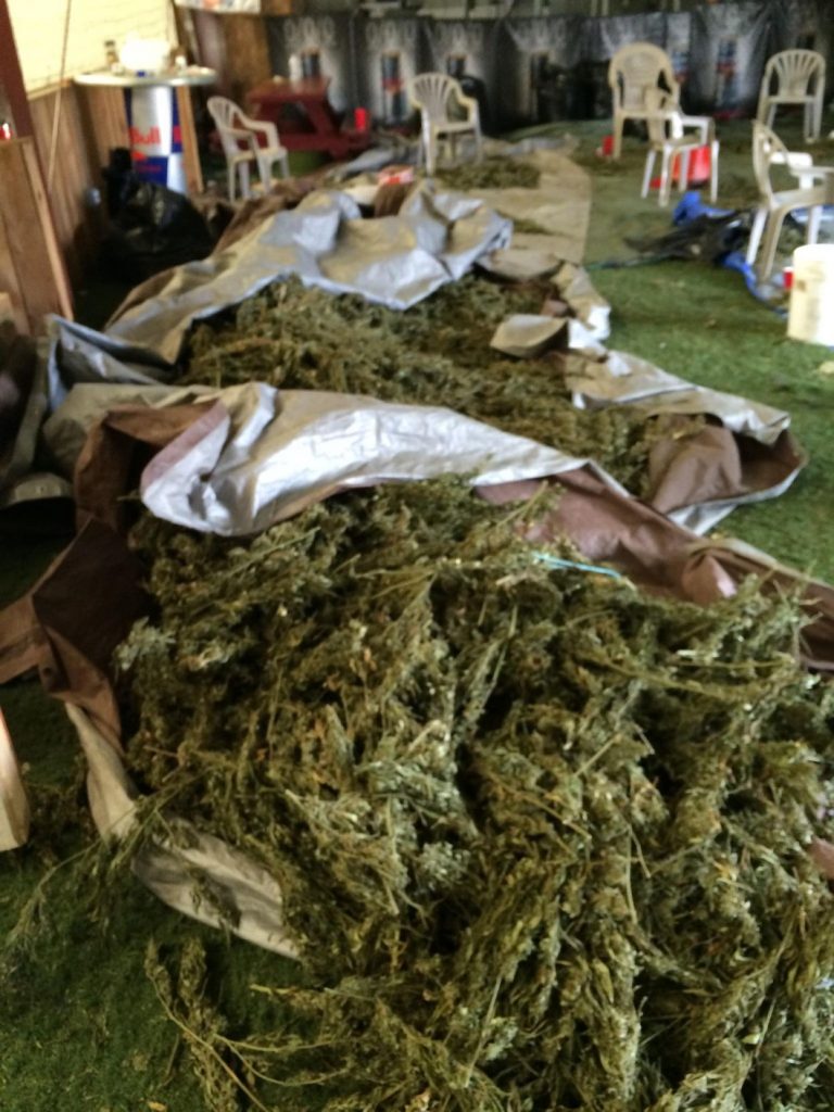 Police find more than 1K pounds of marijuana in Betabel Road building