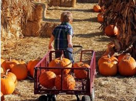 Change of season signals visit to the pumpkin farms
