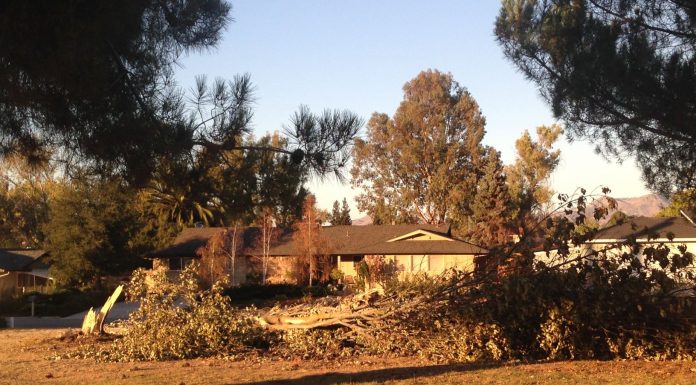 Sides in Ridgemark tree case hope to resolve it out of court