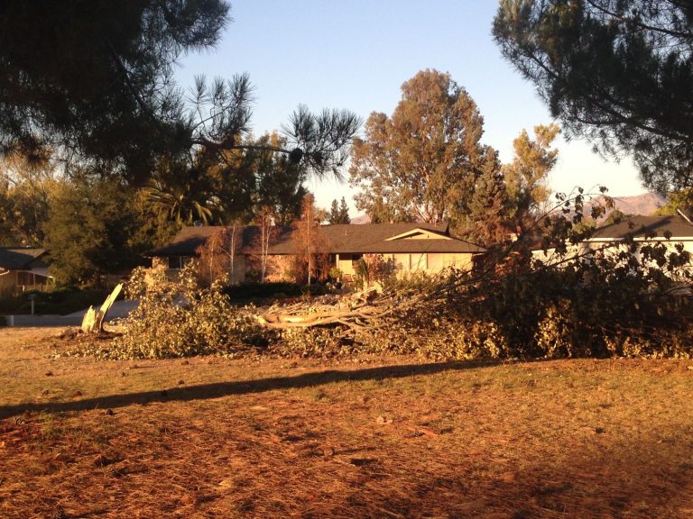 Sides in Ridgemark tree case hope to resolve it out of court