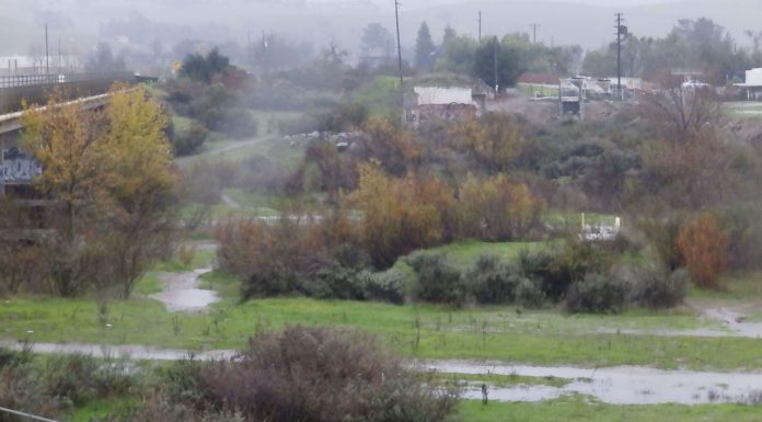 County, city officials respond to fallen trees