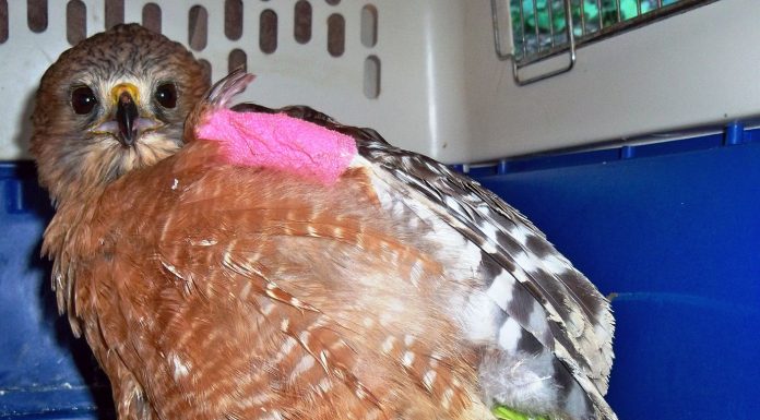 Hawk set for release in February