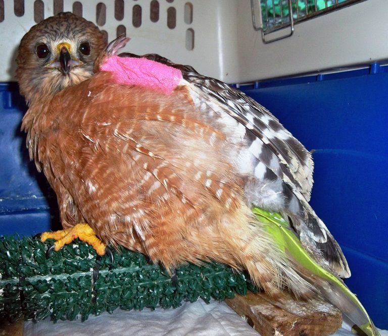 Hawk set for release in February