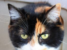 Adopt Daisy