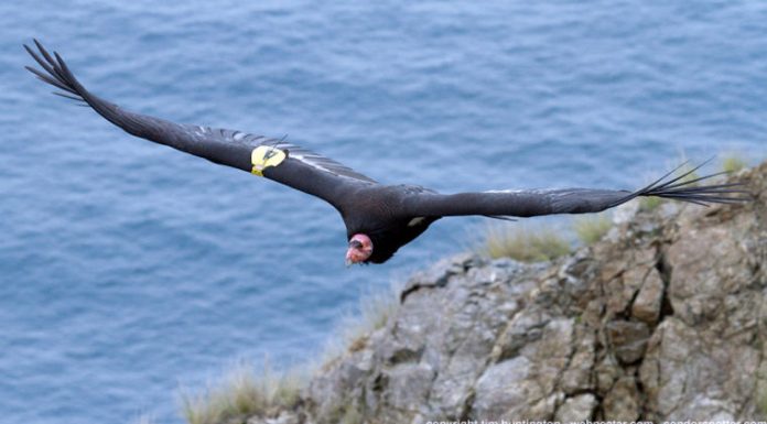 Pinnacles to reinstate climbing advisories to protect birds