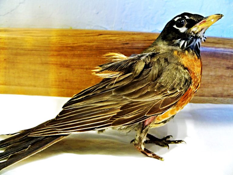 Outdoor felines impact wildlife