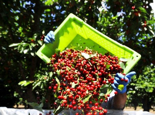 County hires new agriculture commissioner