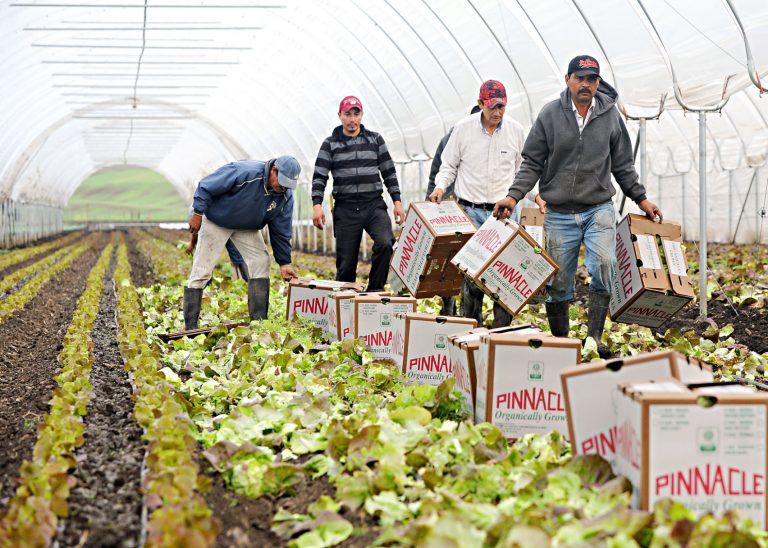 Arizona water was source of lettuce E.coli
