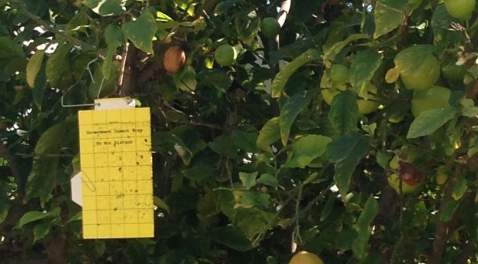 Quarantine set in Hollister area for citrus pest