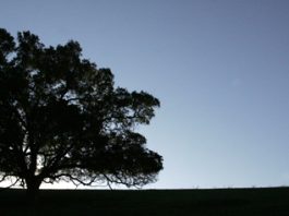 Local Scene: Anza Trail Moonlight Walk is Nov. 16