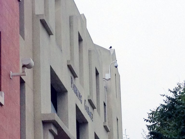 Kosmicki: Downtown parking garage or Rainforest Cafe?