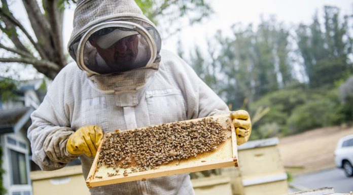 Dwindling bee populations have keepers buzzing