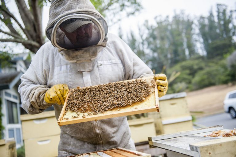 Dwindling bee populations have keepers buzzing