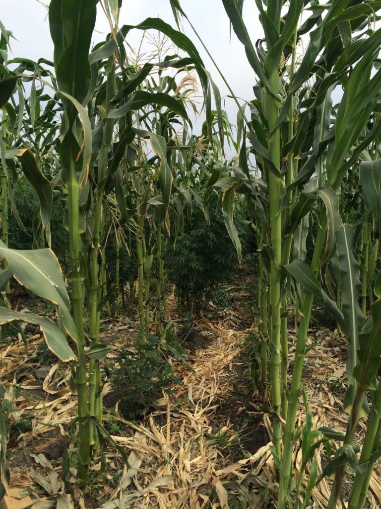 Police find pot hidden by corn in San Juan, San Martin areas