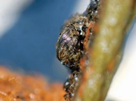 County officials to meet with feds at San Justo Reservoir