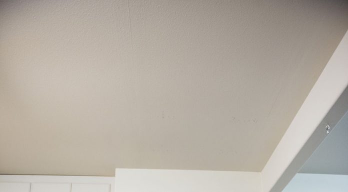 Local Profile: Sims out to rule the world in sumo