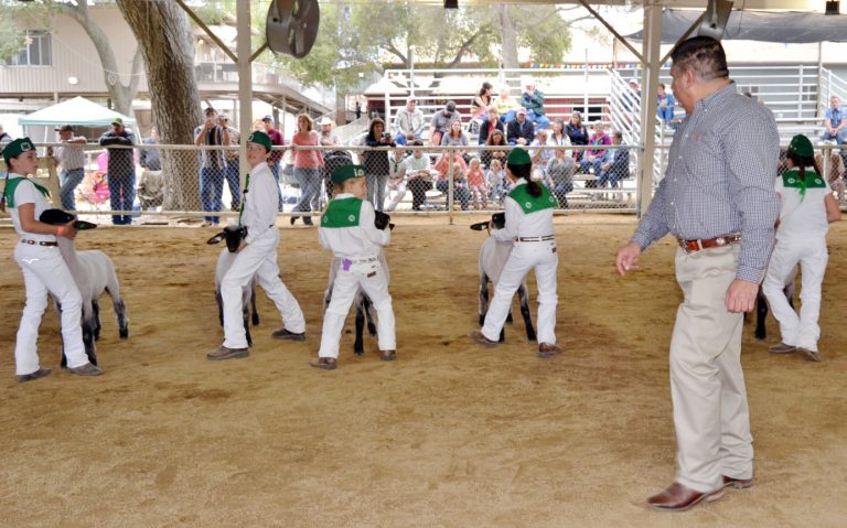 At county fair, devotion to livestock is ‘name of the game’