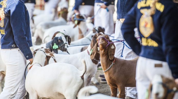 County fair attendance up 11.5 percent with extra day