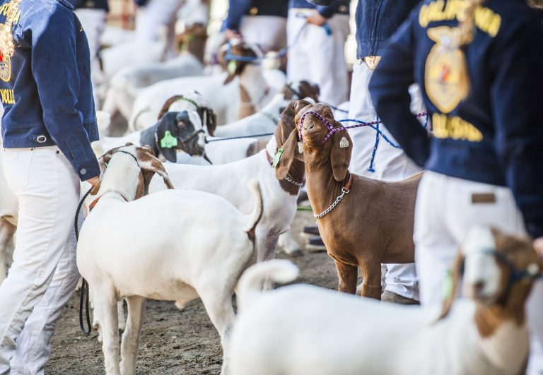 San Benito County Fair accepting entries