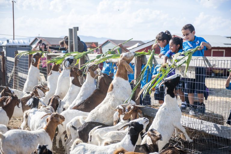 Farmers find a Swank niche in Hollister with corn maze