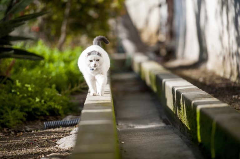 Sula the cat is on a Mission in San Juan