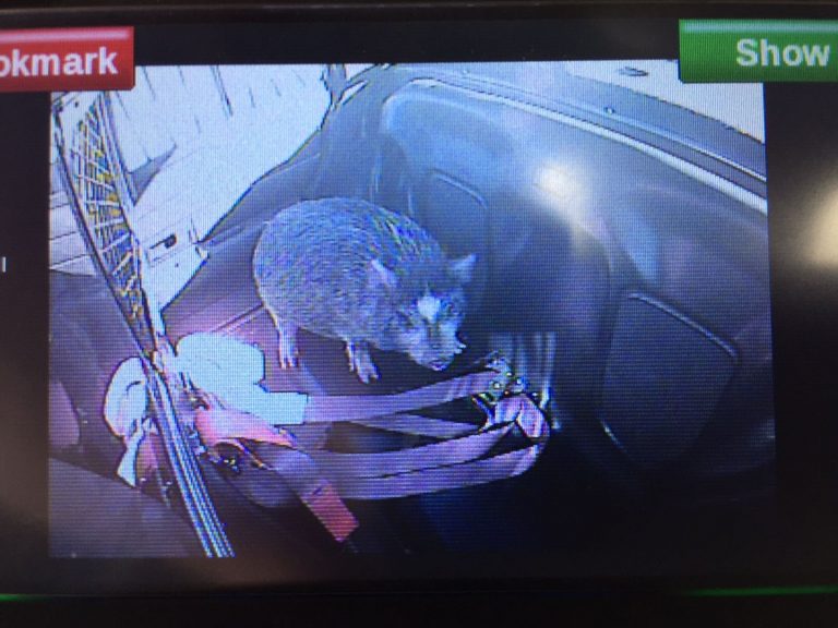 Pig gets ride in police car