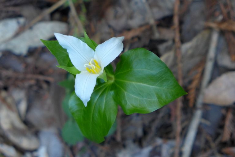 Getting Out: Hike Huddart to burn off Hallandaise