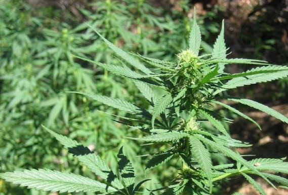 Updated: Sheriff to attend Colo. pot conference