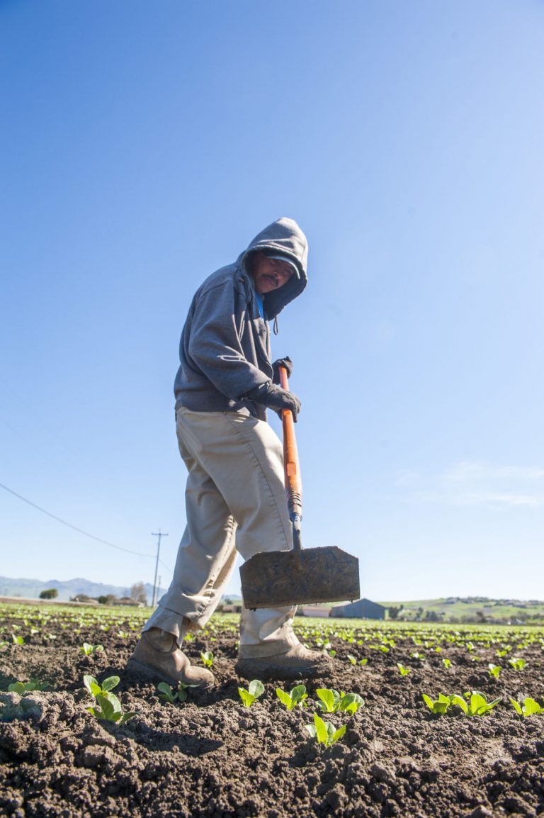 Wine and salad greens lead county crop report
