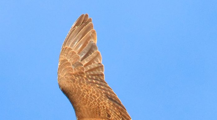 City officials review chamber tourism expenses