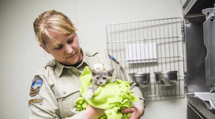 Not quite 9 lives at the Hollister Animal Shelter