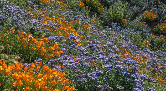 Getting Out: The patience of wildflowers