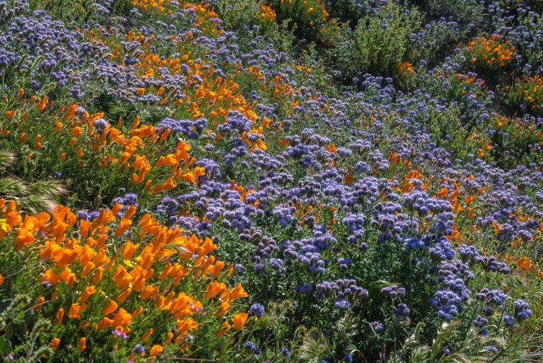 Getting Out: The patience of wildflowers