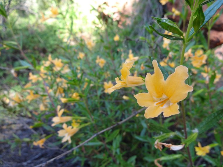 Pinnacles Peek: Poppies pop, Lupines leap at Pinnacles