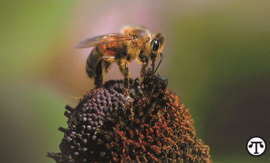 Volunteer to help improve local pollinator habitat
