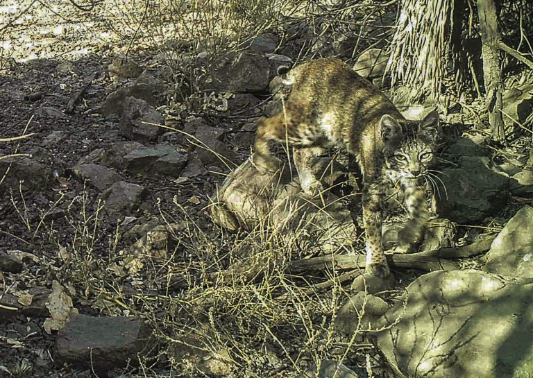 Getting Out: Hike this wild corridor near home