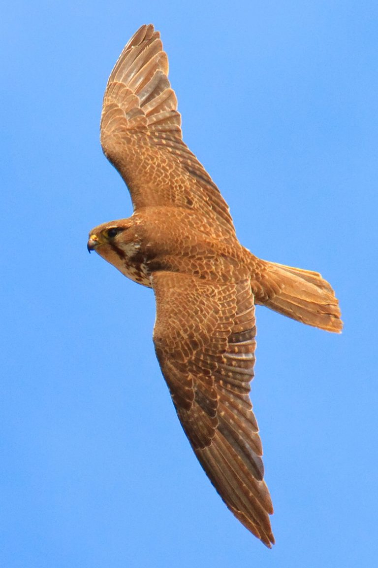 Pinnacles Calendar: Centennial Biodiversity Festival coming