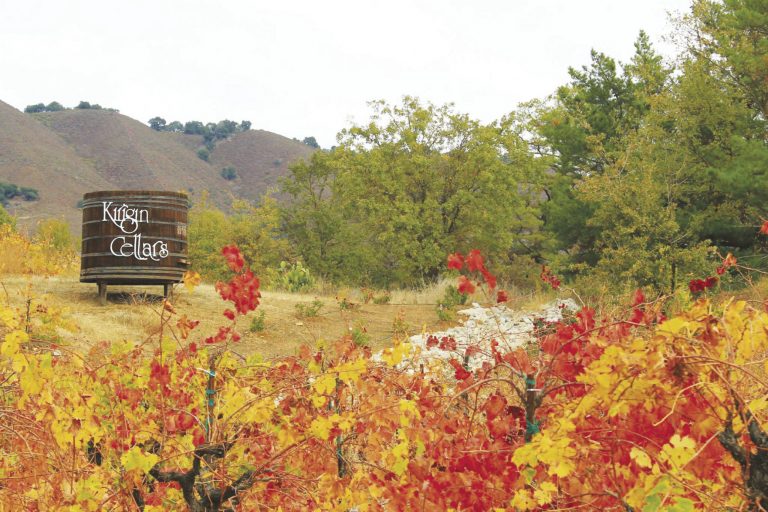 Cricket and car shows