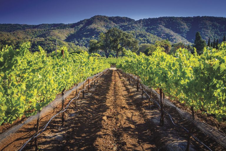 Fruit-forward pinot noir