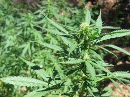 Council to weigh final decision on new marijuana rules