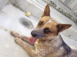 Pet of the Week: Baker the cattle dog