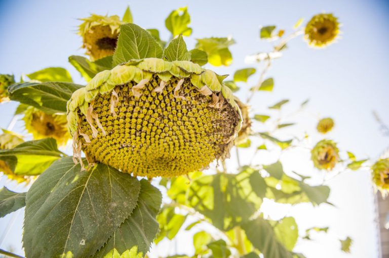 Water Matters: Prevent drought exhaustion