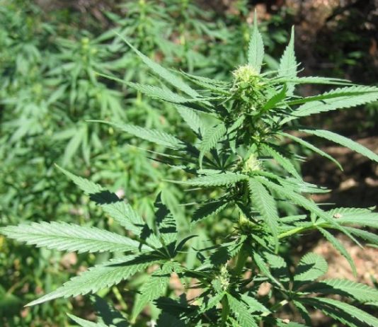 County destroys illegal hemp garden
